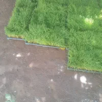 فروش ّبذر کاظمی