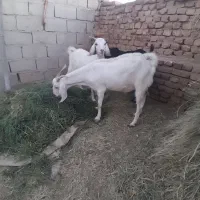 بز کسیه