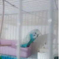 مرغ عشق نر