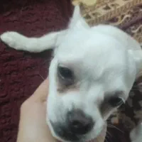 سگ با نژاد بول ماستیف