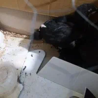 معاوضه ۳عددجوجه اصل نژاد داربایک خروس