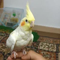 عروس هلندی