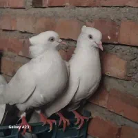 کبوتر دم سیاه