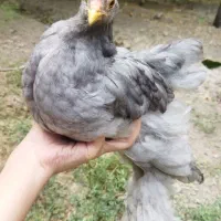 تخم نطفه دار اصلاح شده برهما