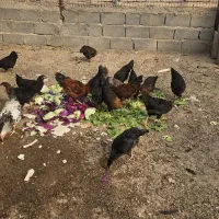 ۱۷ عددمرغ تخم گذار محلی همراه خروس