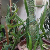 کاکتوس دراگون فروت