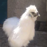 مرغ و خروس