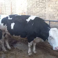 گاوه ماده