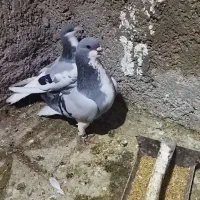 یک جفت شهری و چپ