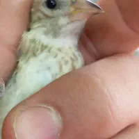 جوجه سهره پادنا نر عتیقه