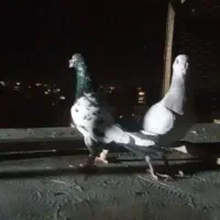 کفتر نر شهرستان صید انجل