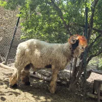 شهرکرد دشتک دوعدد قوچ روزگاری فروشی