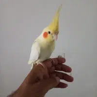 عروس هلندی نروماده قناری سفید