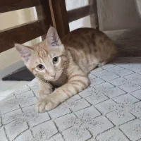 گربه نر واگذاری نارنجی،اهدایی،۴ماهه