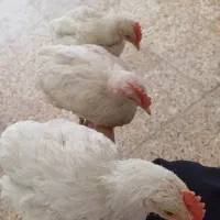 خروس
