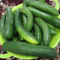 خیار|خوردنی و آشامیدنی|ارومیه, |دیوار