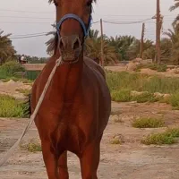 اسب بی داق