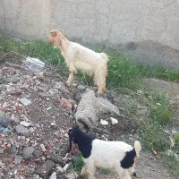 بز جوان