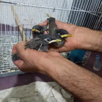 پرنده مینا