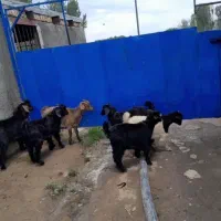 بزگاله‌نر