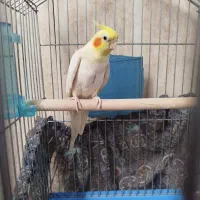 پرنده|پرنده|فسا, |دیوار