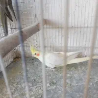 دوتا عروس