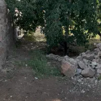 اجاره(فروش ) گیلاس