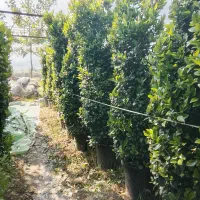 یاس هلندی همه سایز