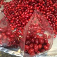 پخش ذغال اخته