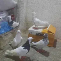 کفتر