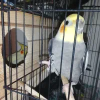 یک جفت عروس هلندی مولد