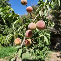 باغ-برزک