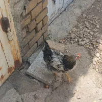 خروس گلین