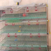 قفس بلدرچین