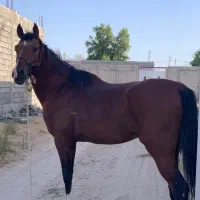 نریون یک سر