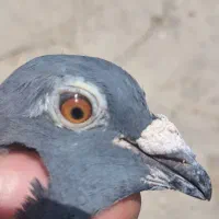 پلاکی