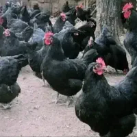 جوجه مشکی 50روزه قیمت عالی