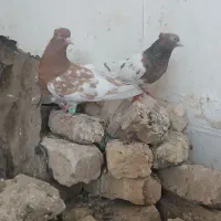 کله زرد|پرنده|مشهد, قائم|دیوار