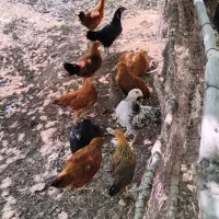 جوجه ۱۳۰ روزه
