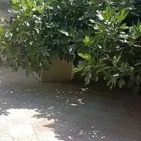 خانه دو طبقه چهار راه حر کوچه مدرس ۴