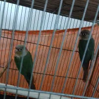 طوطی|پرنده|تربت‌حیدریه, ترمینال|دیوار