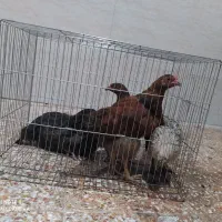 مرغ محلی و اردک