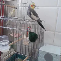 عروس هلندی سخنگو نر ماده