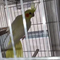 عروس هلندی