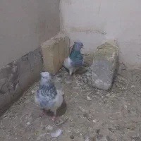 کفتر رنگه