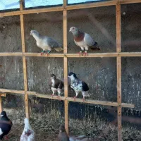 کفتر کبوتر بوم پرشی زدوخوردی
