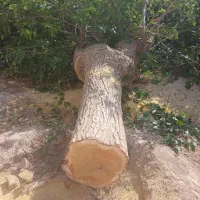 خرید انواع چوب خشک وتر