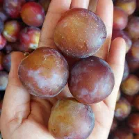 میوه|خوردنی و آشامیدنی|آشخانه, |دیوار