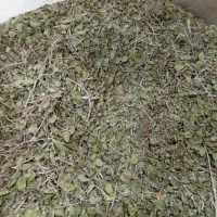 آویشن|خوردنی و آشامیدنی|شیراز, بعثت|دیوار