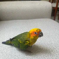 طوطی خورشیدی سرلاکی